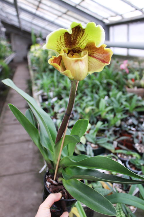 Paphiopedilum Lippewunder.jpg