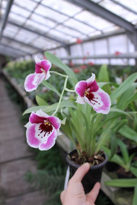 Miltonia Rubenesque 'Karismic Kay'.jpg