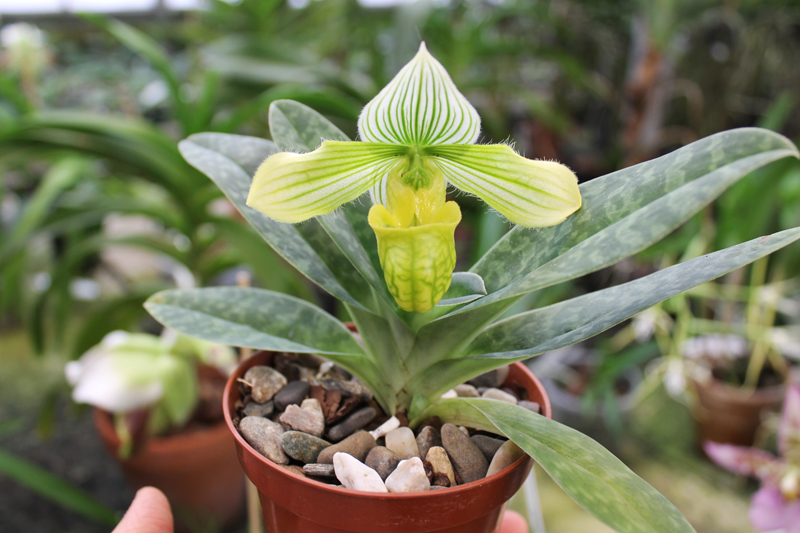 Paphiopedilum venustum alba.jpg