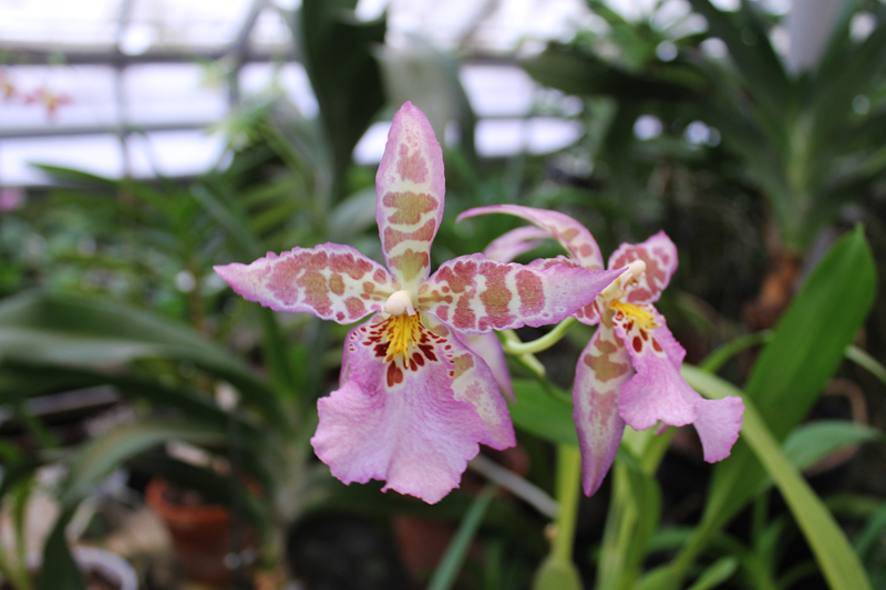 Beallara Dreamy 'Kool 'n Kinky'.jpg