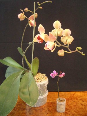 Запомните меня таким