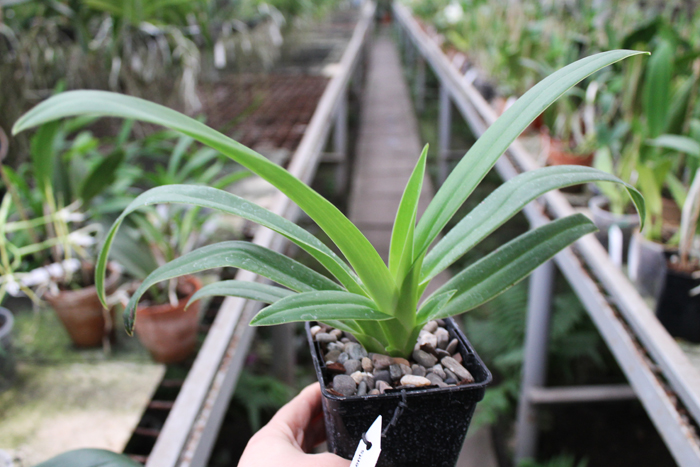 Phragmipedium Memory Dick Clements (besseae x sargentianum).jpg