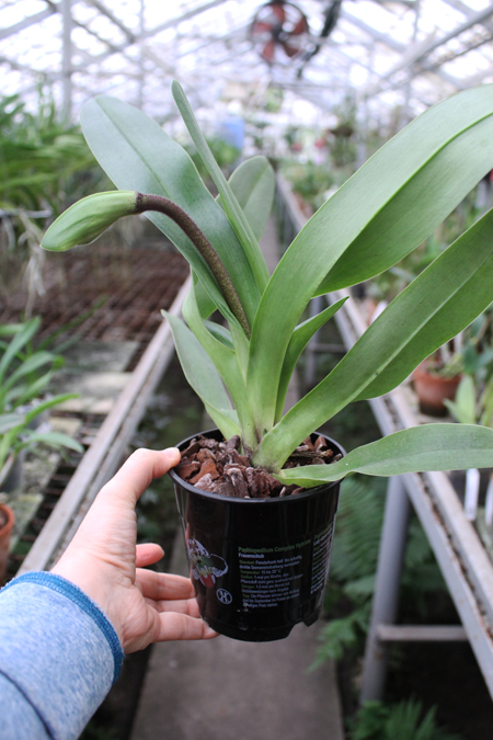 Paphiopedilum New Generation x Maniac.jpg