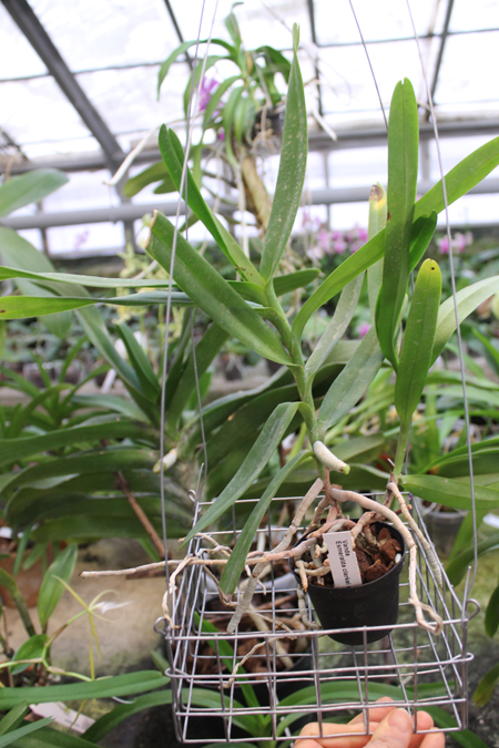 Vanda Esmeralda clarkei x coerulea.jpg