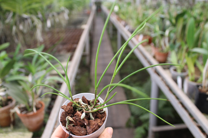 Papilionanthe vandarum.jpg