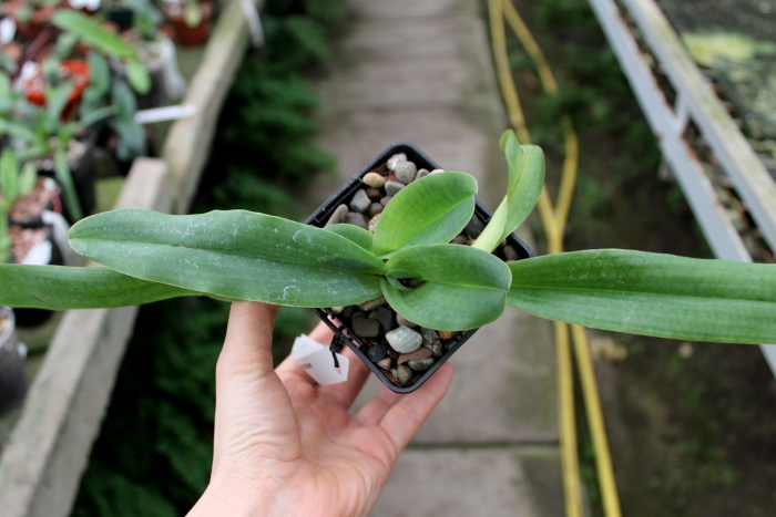 Paphiopedilum glaucophyllum.JPG
