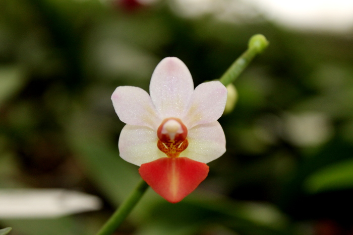 Doritaenopsis Jia Ho Cherry x Phalaenopsis lobbii2.JPG