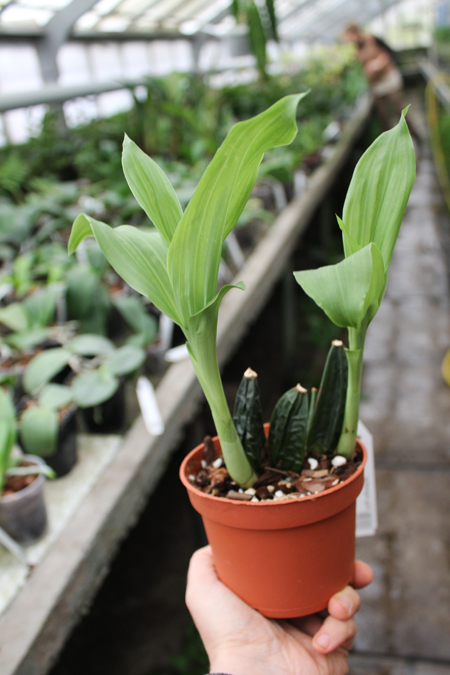 Anguloa tognettiae.jpg