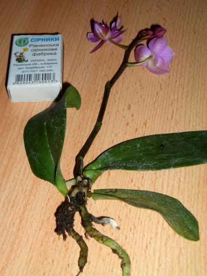 Листья отвалились сами