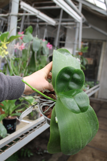 Phalaenopsis gigantea x LD's Bear King.jpg