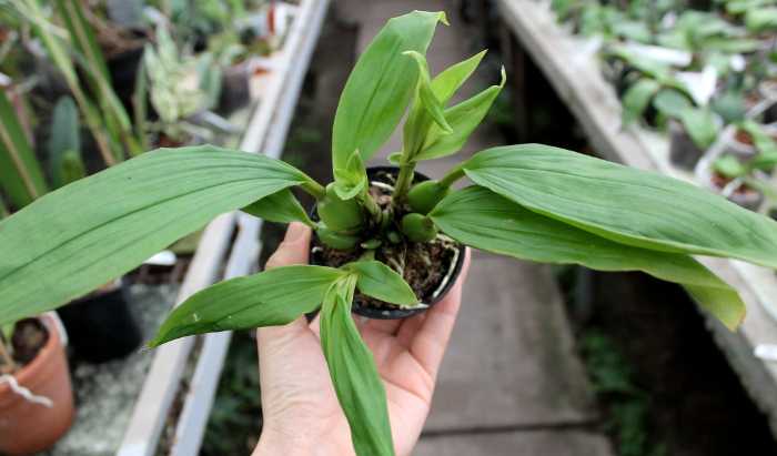 Paphinia herrerae.JPG