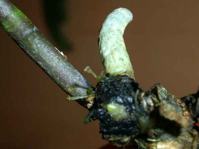 Махонькая пипка. А вокруг - темно