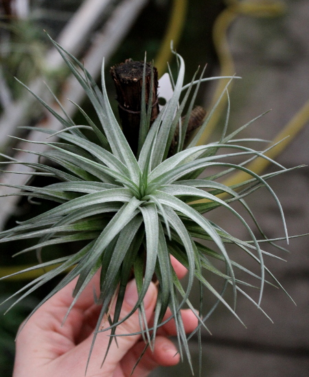 Tillandsia stricta 'Pink Bronze'.JPG
