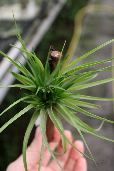 Tillandsia tenuifolia 'Bronze Giant'.JPG