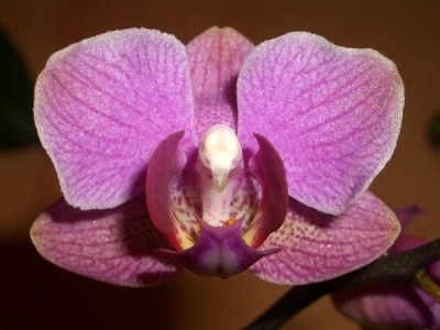 Так он цветет