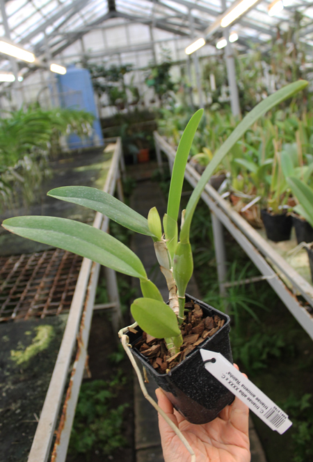 Cattleya trianae alba XXXX x Cattleya trianae amoena 'Rainha'.jpg