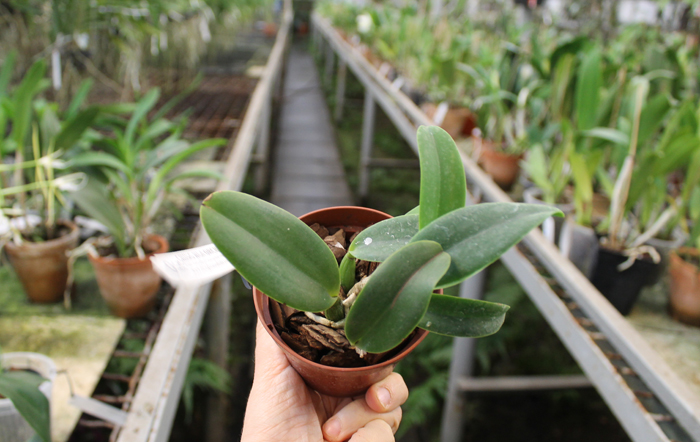 Sophrolaeliocattleya Love Castle.jpg