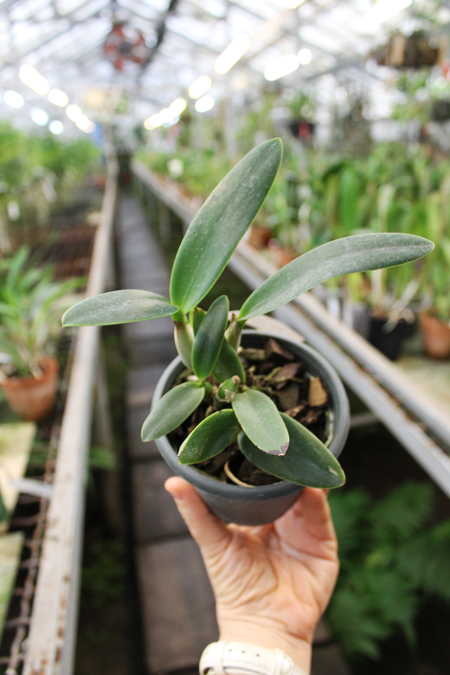 Laeliocattleya Chian Tzy Guiding 'CT Kermes'.jpg