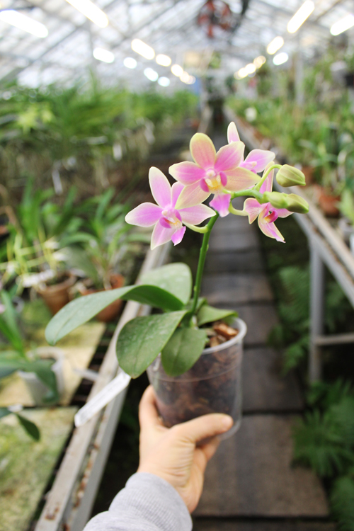 Phalaenopsis Cornustris x (Gelbliber x Princess Kaiulani) x Phalaenopsis Chiada Ziv.jpg