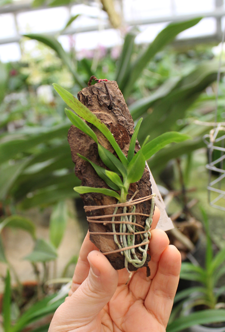 Angraecum germinyanum.jpg