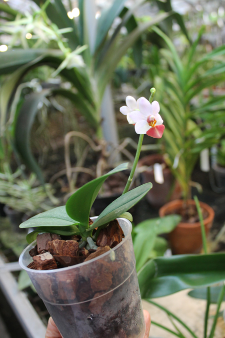 Doritaenopsis Jia Ho Cherry x Phalaenopsis lobbii.jpg