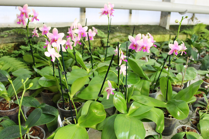 Phalaenopsis Liodoro (Phalaenopsis Deventeriana x Phalaenopsis violacea).jpg