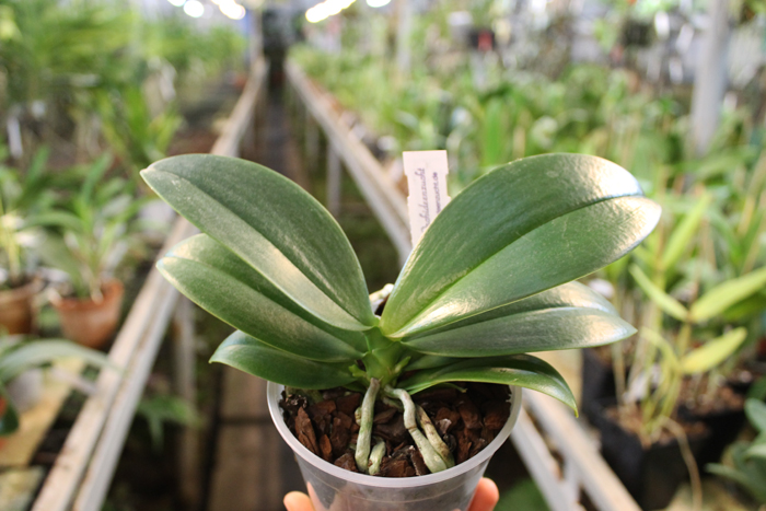 Phalaenopsis Mini Mark.jpg