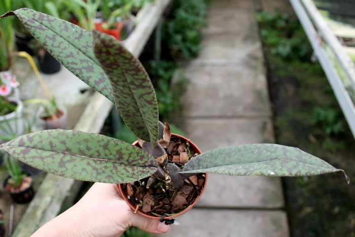 Psychopsis Mendenhall 'Hildos'.JPG