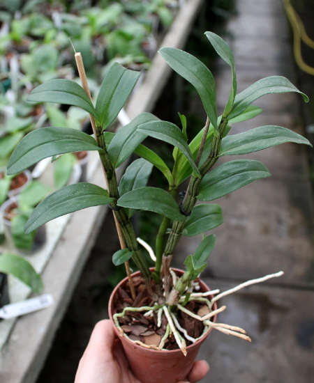 Dendrobium Dawn Marie.JPG
