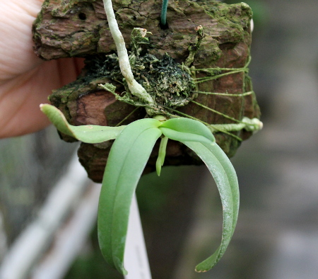 Amesiella minor2.JPG