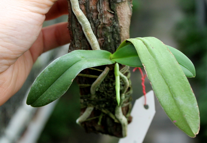 Amesiella monticola.JPG