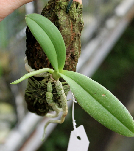 Amesiella philippinensis.JPG