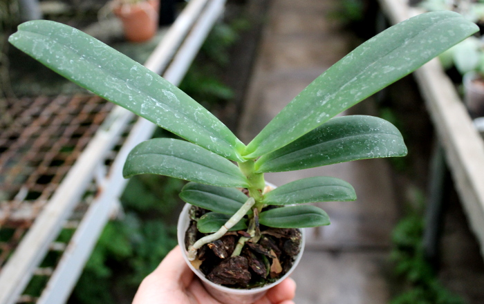 Aerangis ellisii.JPG