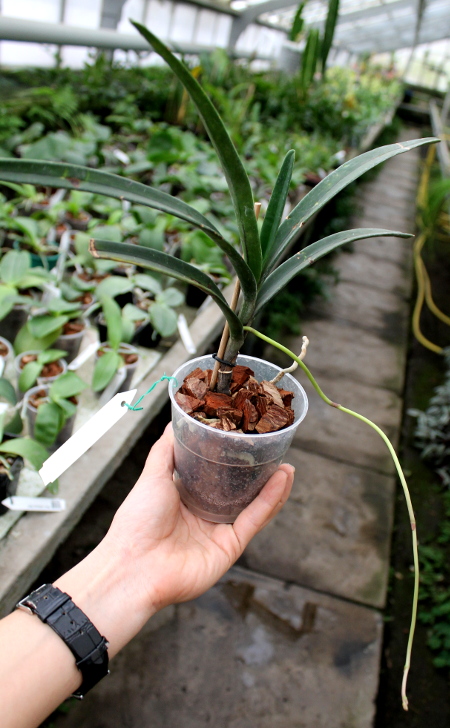 Renanthera matutina.JPG