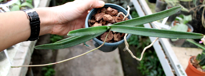 Renanthera matutina2.JPG