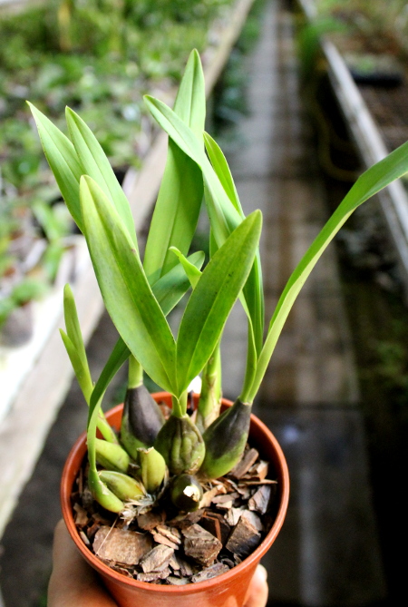 Caucaea phalaenopsis.JPG