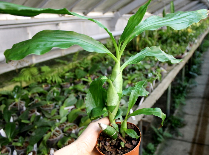 Chysis bractescens.JPG