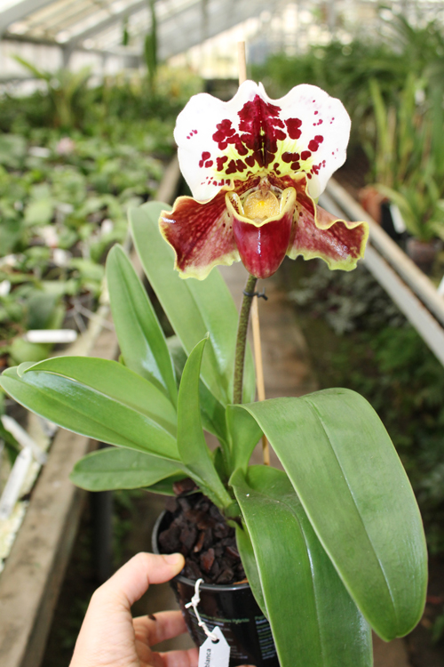 Paphiopedilum Arafura Sea x Casablanca.jpg