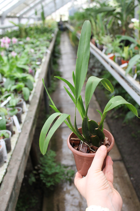 Cochlioda vulcanica.jpg