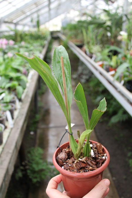 Gongora flaveola.jpg