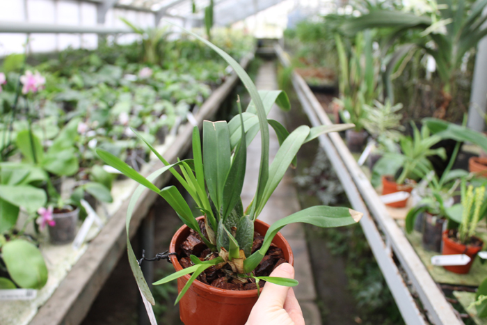 Cochlioda noezliana.jpg