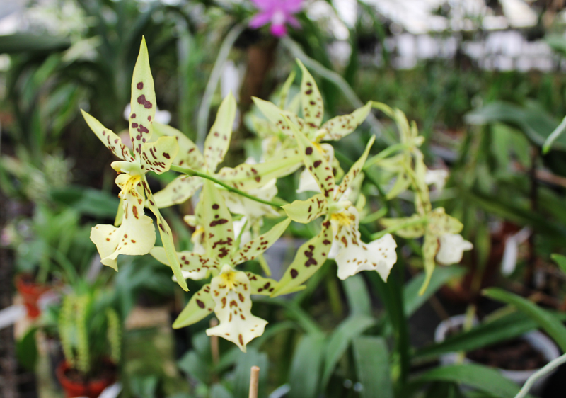 Mclellanara Pagan Love Song 'Cupid's Beau'.jpg