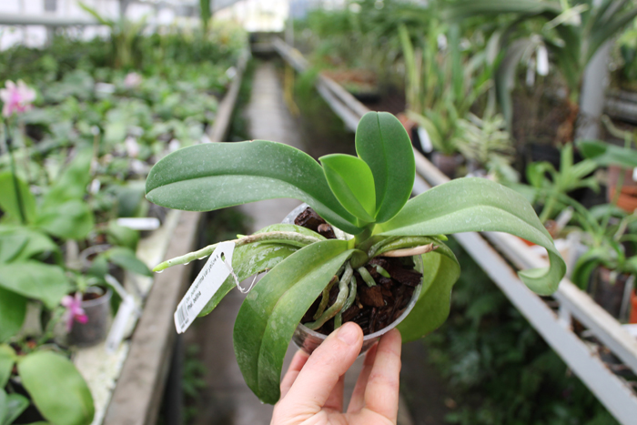 Doritis pulcherrima var yellow x Phalaenopsis bellina.jpg