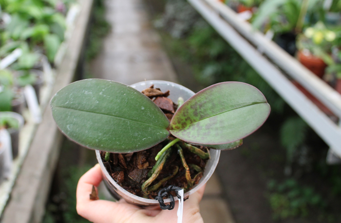 Phalaenopsis stuartiana var nobilis.jpg