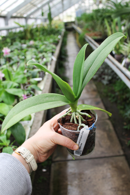 Doritaenopsis Kenneth Schubert x Phalaenopsis bellina blue.jpg