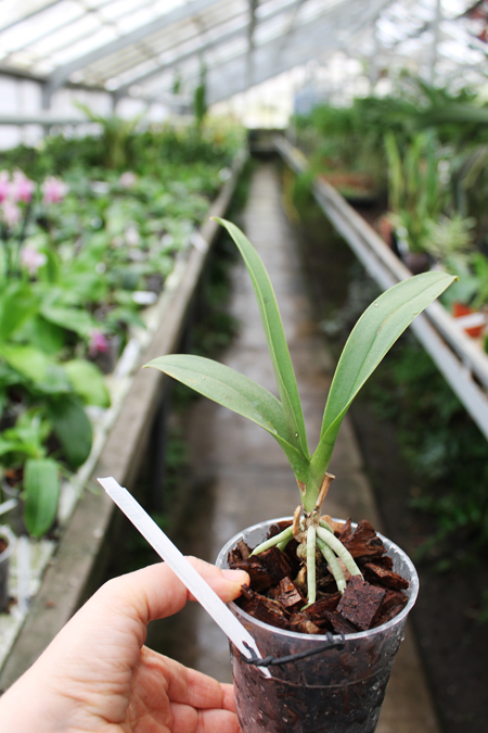 Phalaenopsis pulcherrima blue.jpg