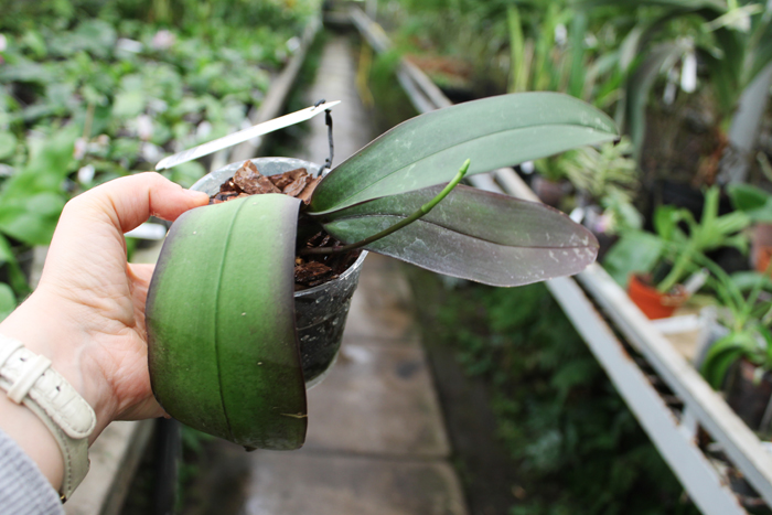 Phalaenopsis stuartiana.jpg