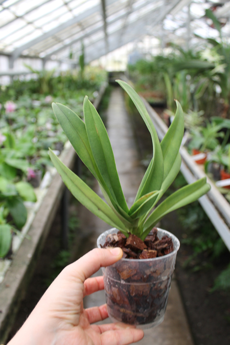 Doritis pulcherrima 'Aquinii' x Ascocenda Aroonsri Beauty.jpg