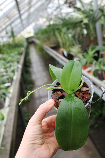 Phalaenopsis lindenii x javanica.jpg