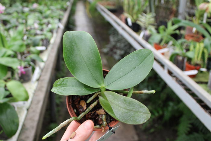 Phalaenopsis Ld's Bear Queen x (Dtps Ho's Leamon Squash x Sogo Nihou).jpg